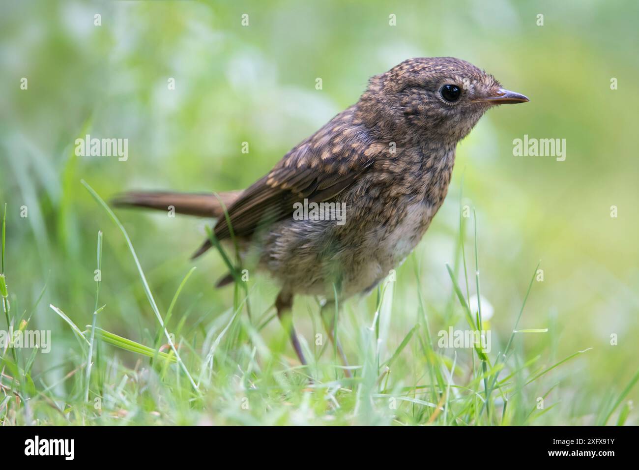 Robin (Erithacus rubecula) juvenile, Brasschaat, Belgien. Juni Stockfoto