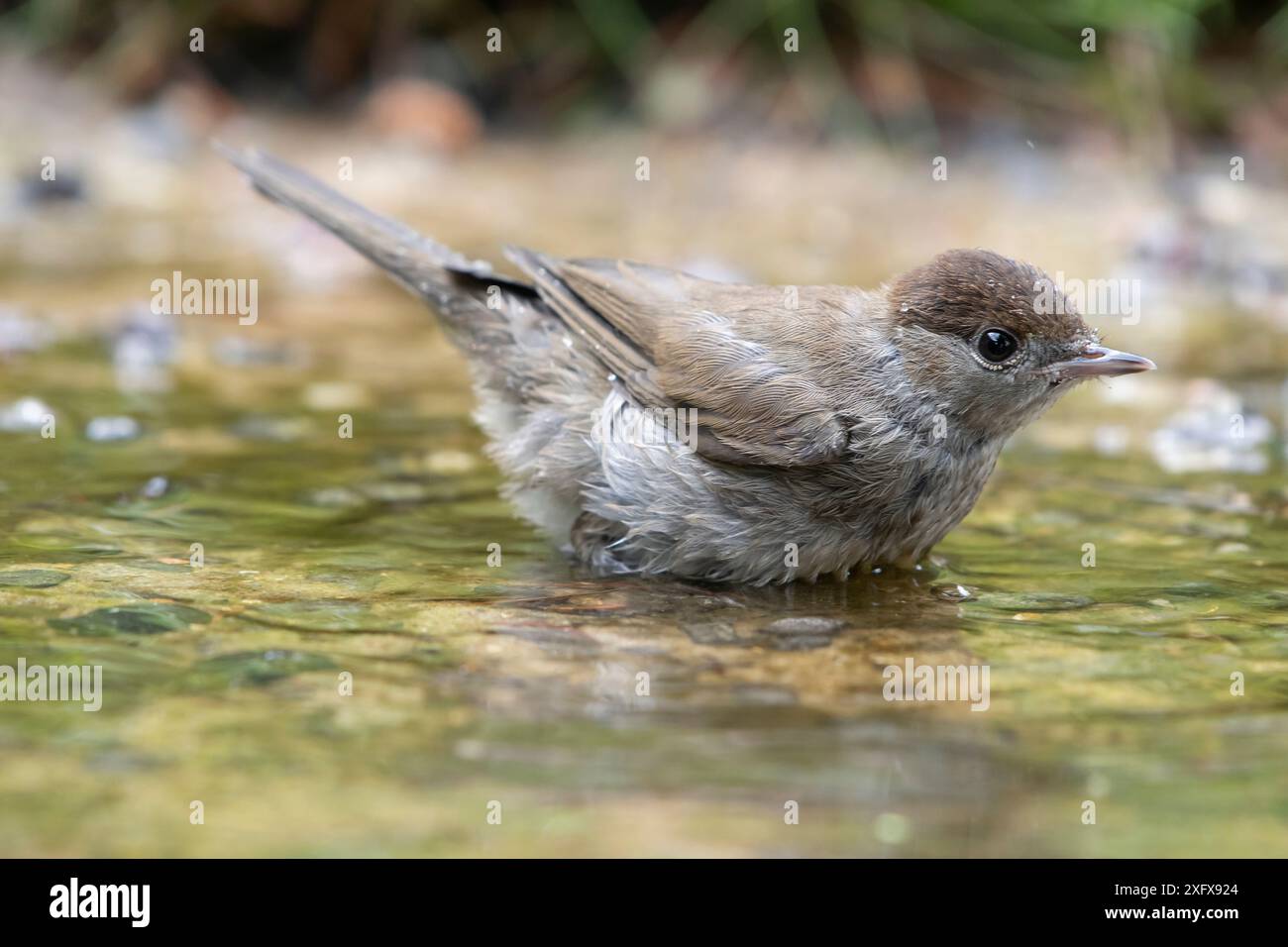 Blackcap (Sylvia atricapilla), weibliche Baderin Brasschaat, Belgien. Juni Stockfoto