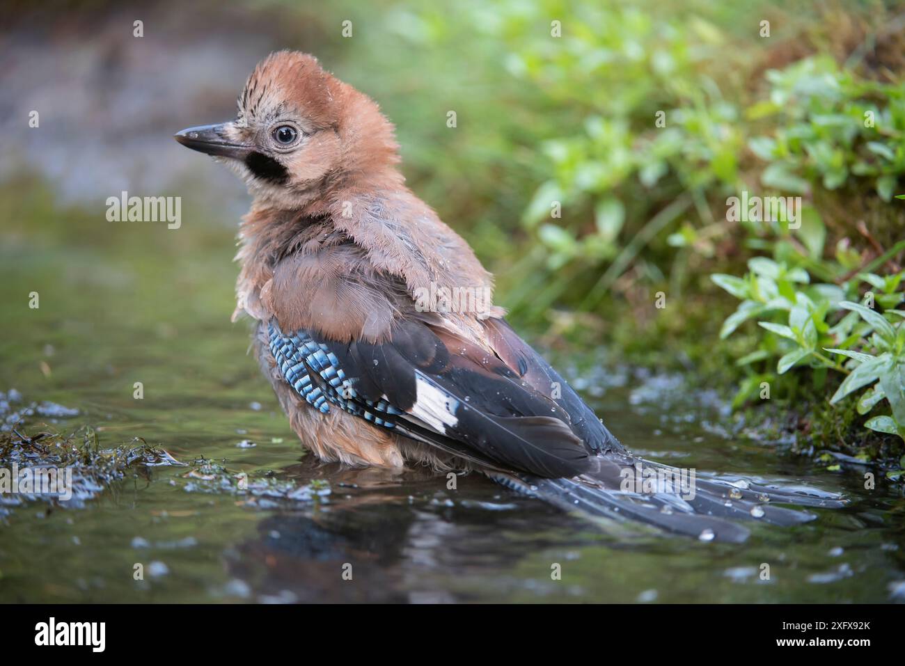 Garrulus glandarius ( Eurasian Jay) Baden in Brasschaat, Belgien. Juli Stockfoto