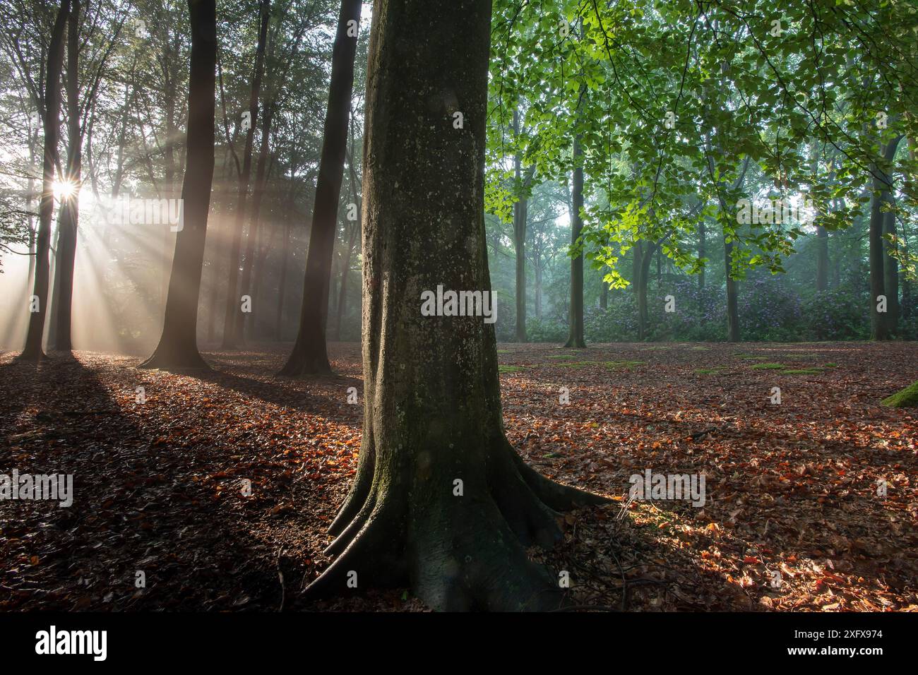 Buche (Fagus sylvatica) Peerdsbos, Brasschaat, Belgien Stockfoto