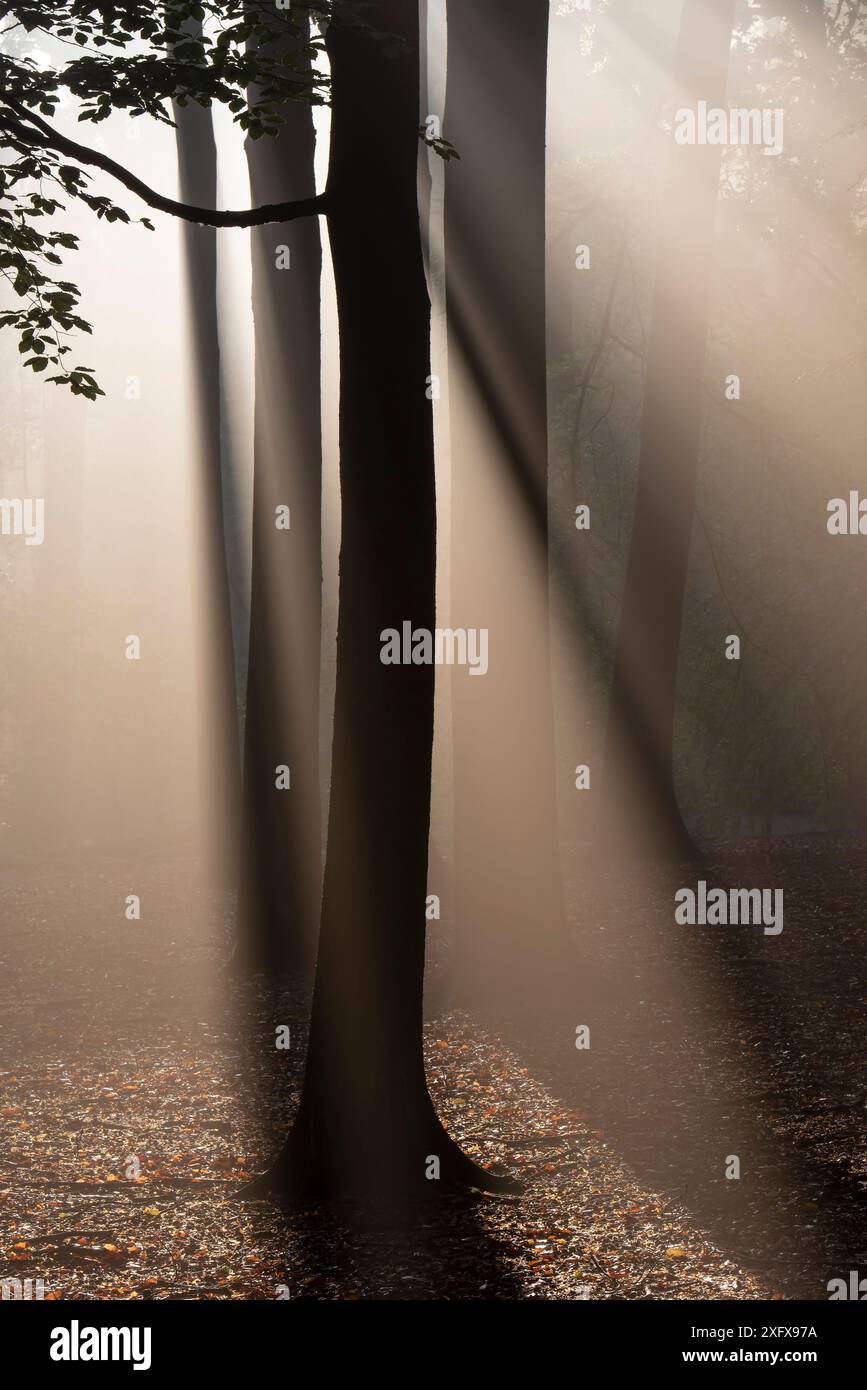 Buchenwald (Fagus sylvatica) Peerdsbos, Brasschaat, Belgien Stockfoto