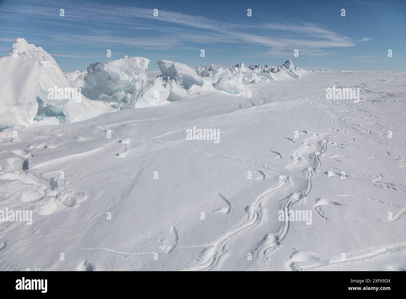 Kaiserpinguine (Aptenodytes forsteri) Spuren aus der Rodelbahn in der Antarktis. Stockfoto