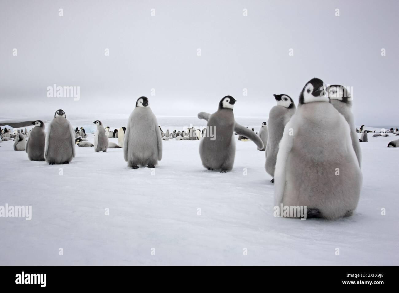 Emperor Pinguin (Aptenodytes forsteri) Küken in der Krippe der Snow Hill Island Rookery, Antarktis. Stockfoto