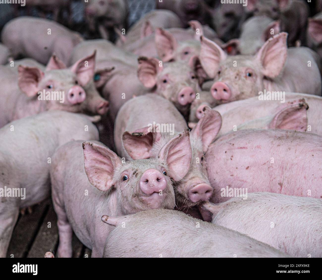 Entwöhnte Ferkel auf einem Intensivbetrieb Stockfoto