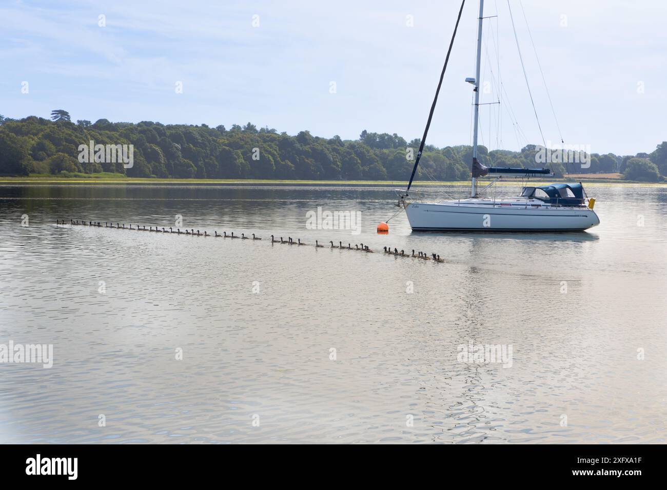 Lange Reihe von Gänsen, die in einer Linie über den Fluss Orwell schwimmen, in der Nähe einer Ankeryacht Suffolk England Stockfoto