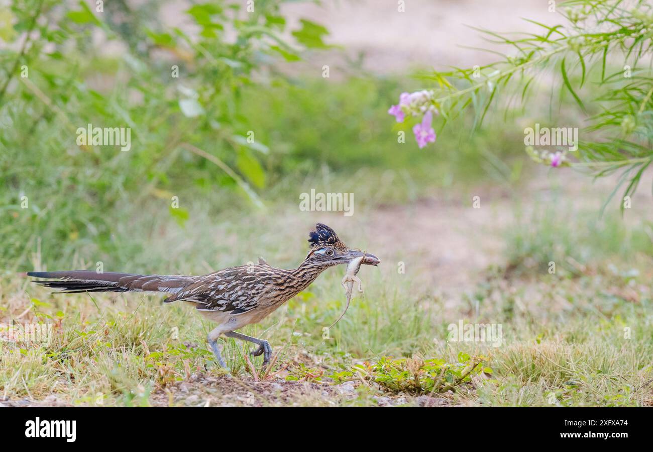 Ein großer Straßenläufer (Geococcyx californianus), der mit einer im Grasland gefangenen Eidechse zum Nest zurückkehrt. Catalina State Park, Arizona, USA. Stockfoto