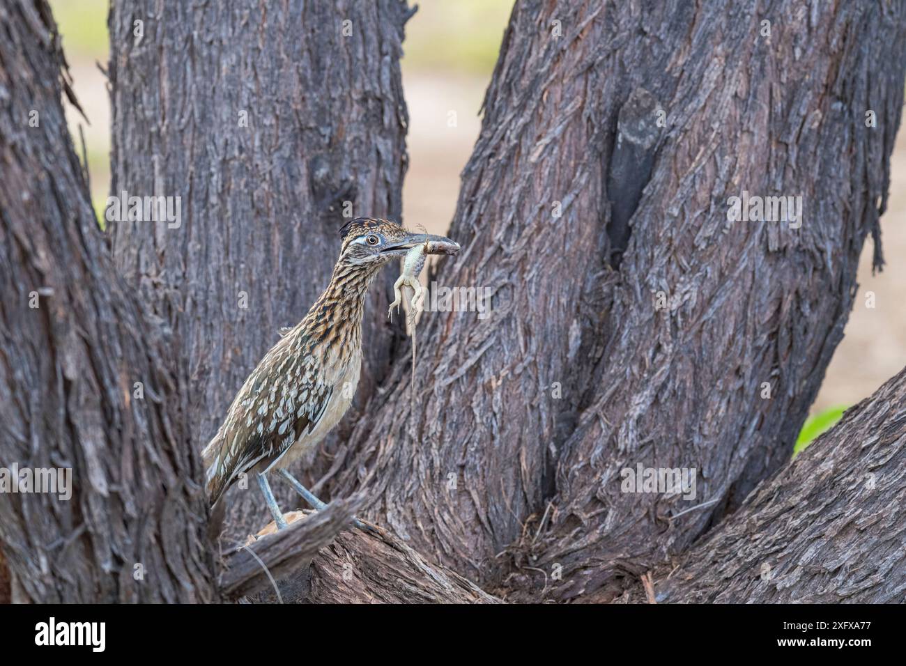 Ein großer Straßenläufer (Geococcyx californianus), der mit einer im Grasland gefangenen Eidechse zum Nest zurückkehrt. Catalina State Park, Arizona, USA. Stockfoto