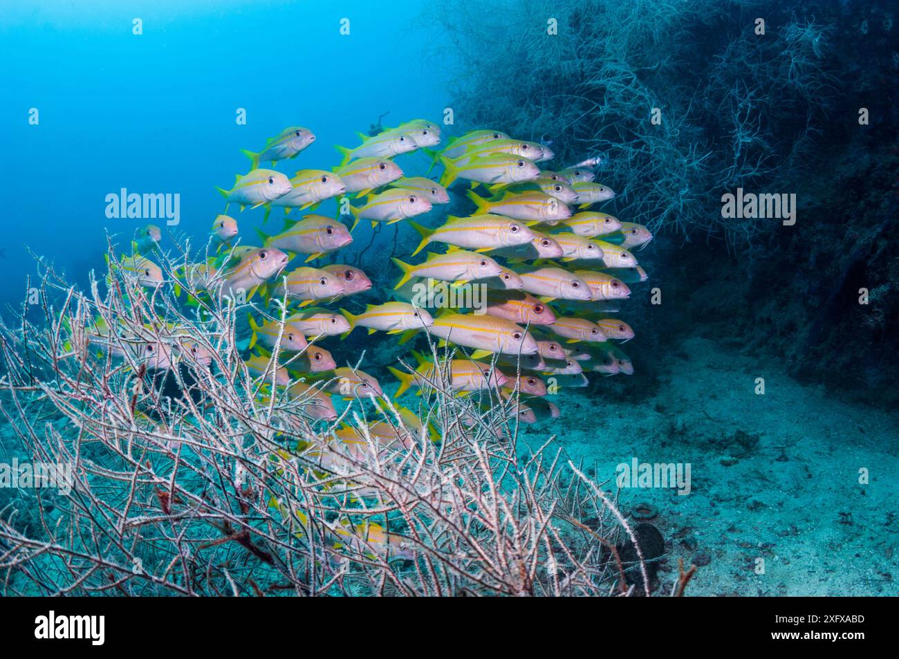 Gelbflossenziegenfisch (Mulloidchthys vanicolensis) mit schwarzen Korallen. Triton Bay, West Papua, Indonesien. Stockfoto