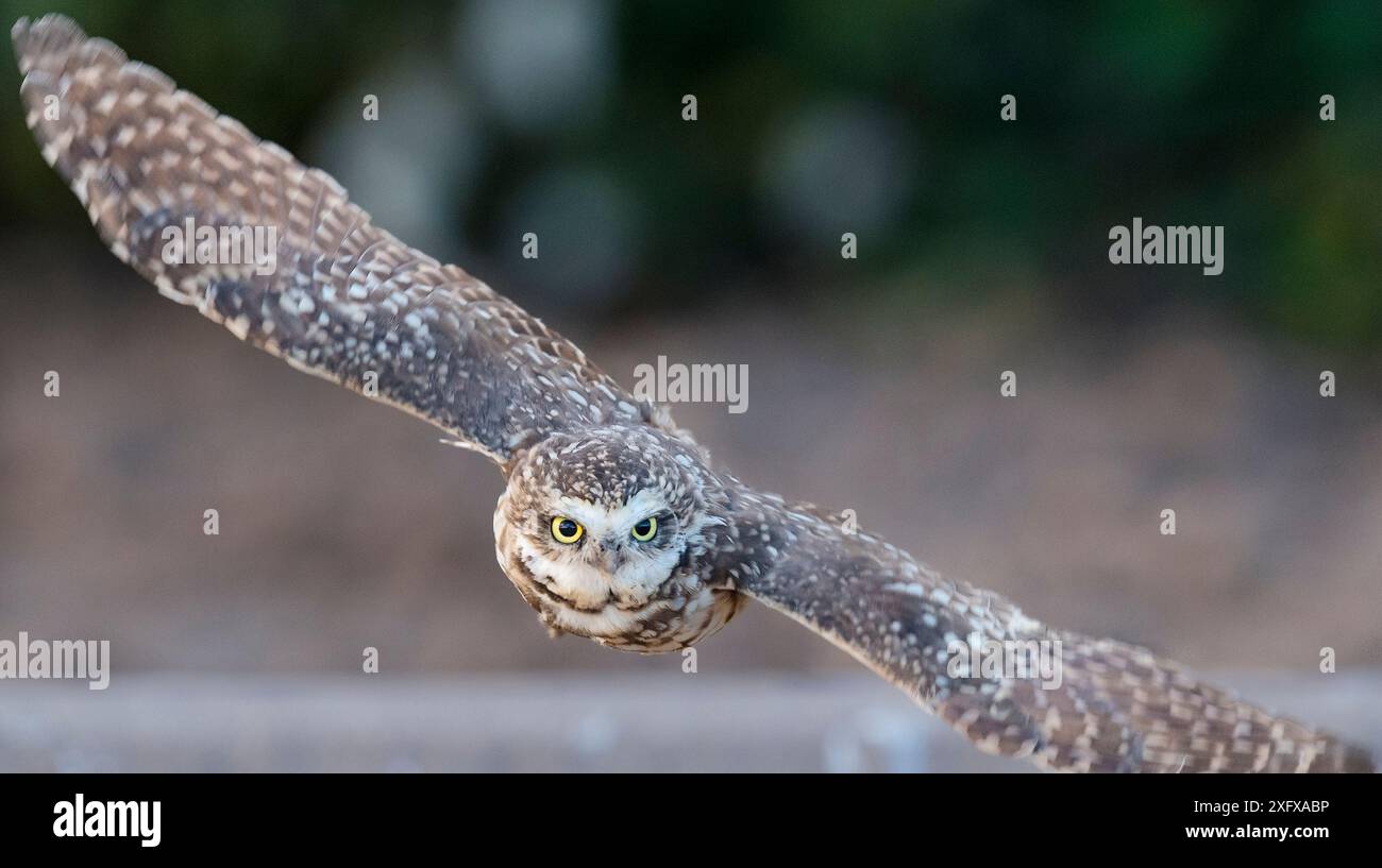Grabungulle (Athene cunicularia) im Flug, Marana, Arizona, Sonora-Wüste, USA. Stockfoto