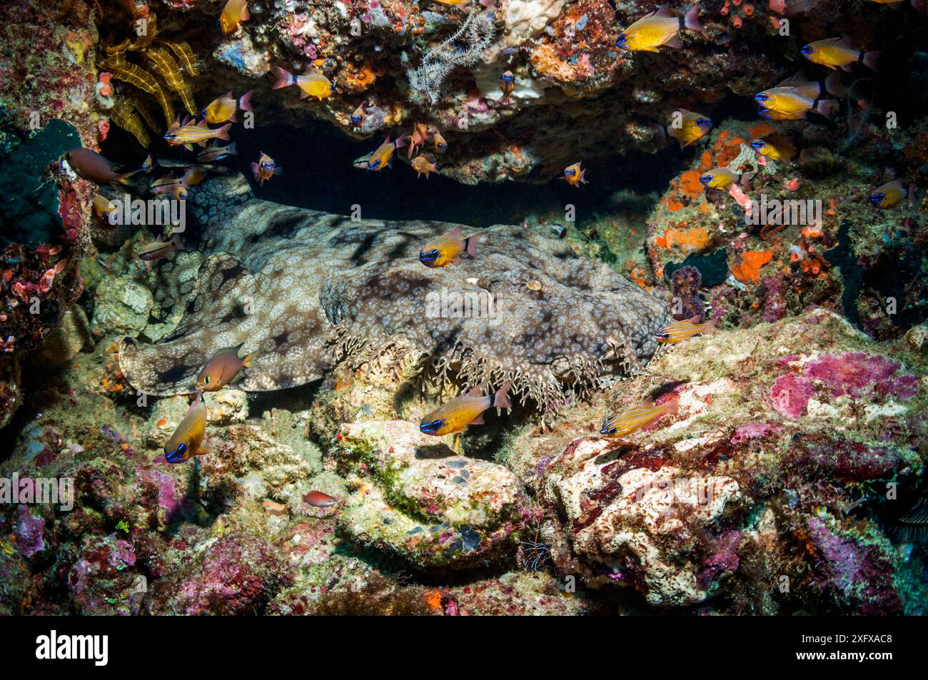 Wobbegong (Orectolobus maculatus) in Ruhe am Korallenriff. Triton Bay, West Papua, Indonesien. Stockfoto