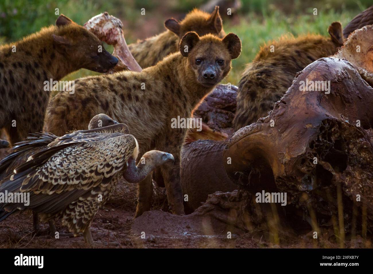 Ruppells Gänsegeier (Gyps rueppelli) und gefleckte Hyänen (Crocuta crocuta) pflücken an einem Elefanten (Loxodonta africana) im Morgengrauen auf dem Laikipia Plateau, Kenia. Dieser Elefant wurde von Regierungsbeamten getötet, nachdem er einen Mann getötet hatte, der spät nachts nach Hause ging. Ruppells Geier werden auf der Roten Liste der IUCN aufgrund des starken Bevölkerungsrückgangs durch den Verlust ihrer primären Nahrungsquelle (tote Wildtiere) und der Vergiftung durch Landwirte als kritisch gefährdet eingestuft. Stockfoto