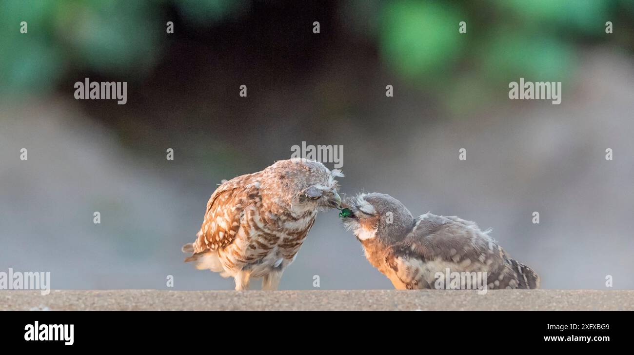 Grabeule (Athene cunicularia), Elternteil, der Küken einen Käfer füttert. Marana, Pima County, Arizona, USA. Stockfoto