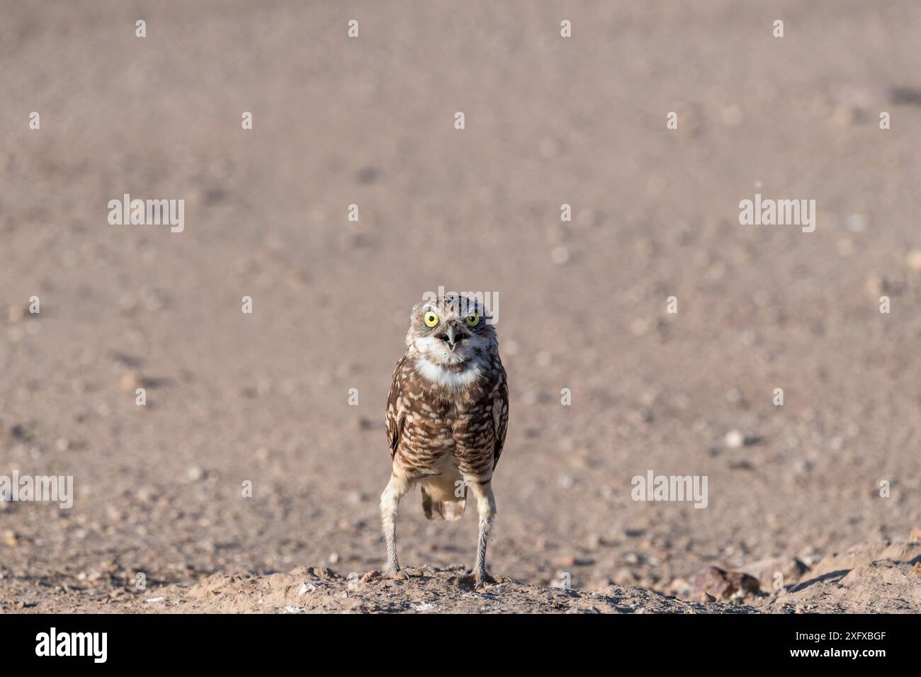 Grabeule, stehend mit bogenbeinigen Beinen, Athene cunicularia, im Nachmittagslicht, Marana, Pima County, Arizona, USA. Stockfoto