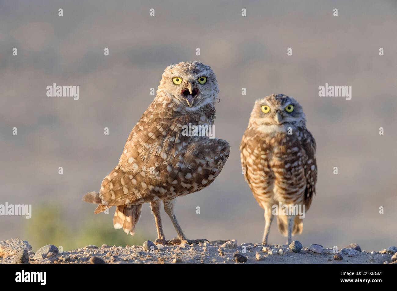 Grabungulle (Athene cunicularia), zwei, die im Nachmittagslicht in die Kamera schauen. Marana, Pima County, Arizona, USA. Stockfoto