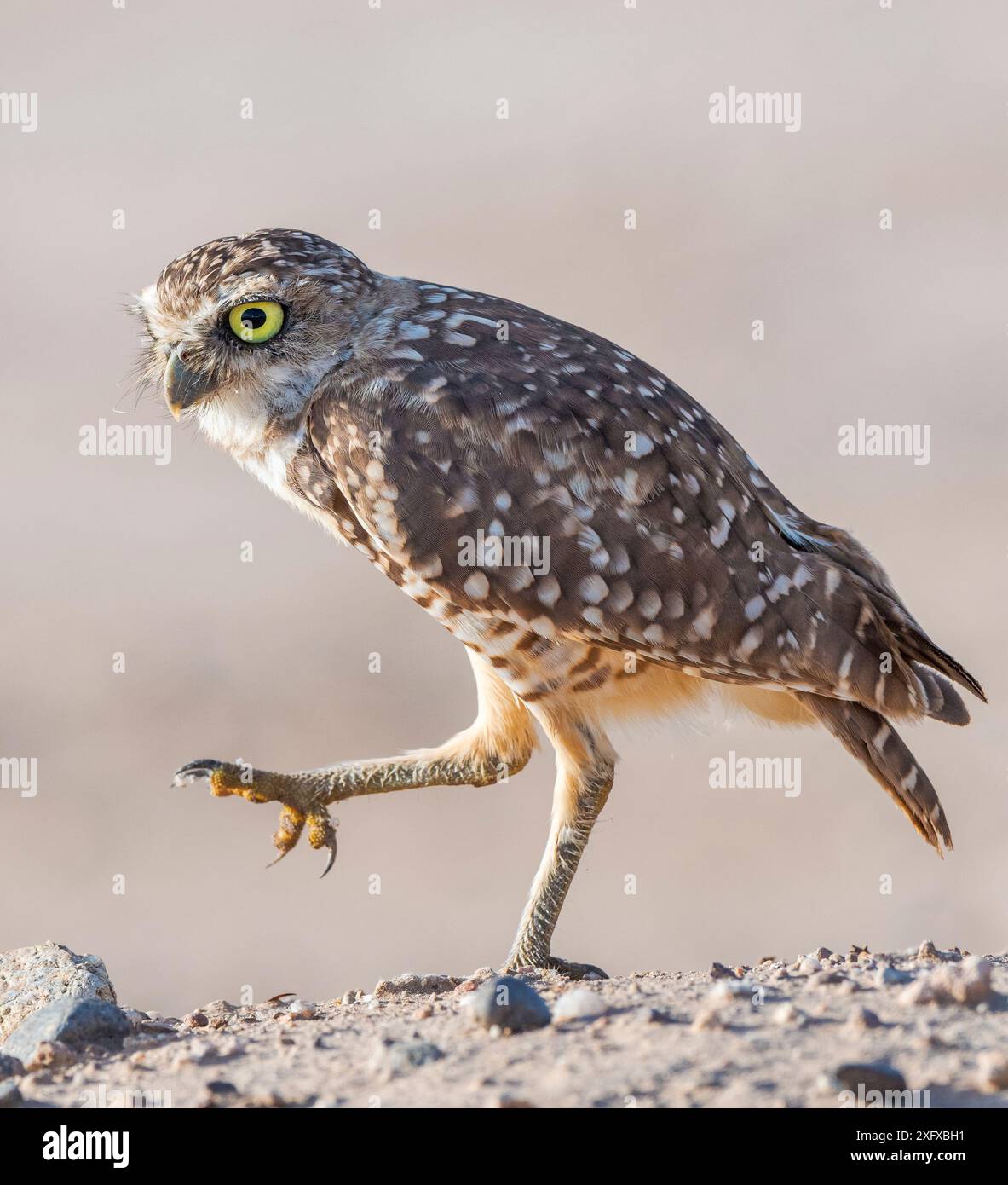 Grabungulle (Athene cunicularia) steht im Nachmittagslicht auf einem Bein. Marana, Pima County, Arizona, USA. Stockfoto