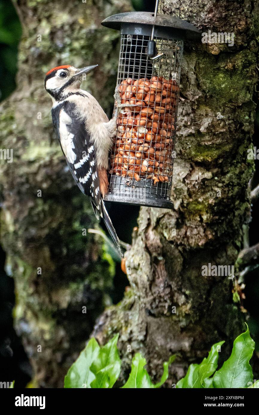 Großspecht auf einem Vogelfutter im Garten Stockfoto