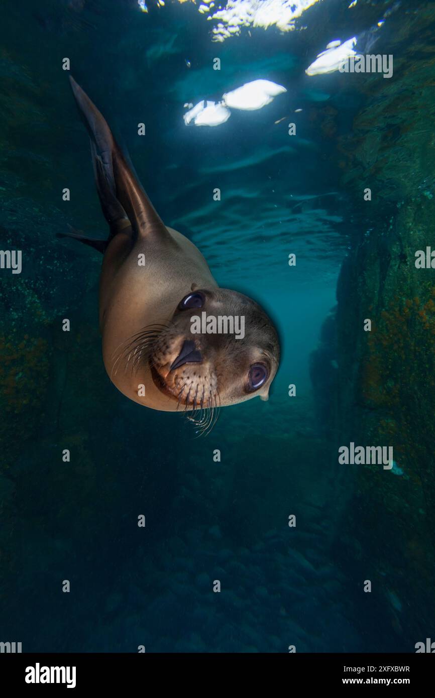 Kalifornische Seelöwen (Zalophus californianus), Los Islotes, Espiritu Santo Nationalpark, Meer von Cortez (Golf von Kalifornien), Mexiko, Februar Stockfoto