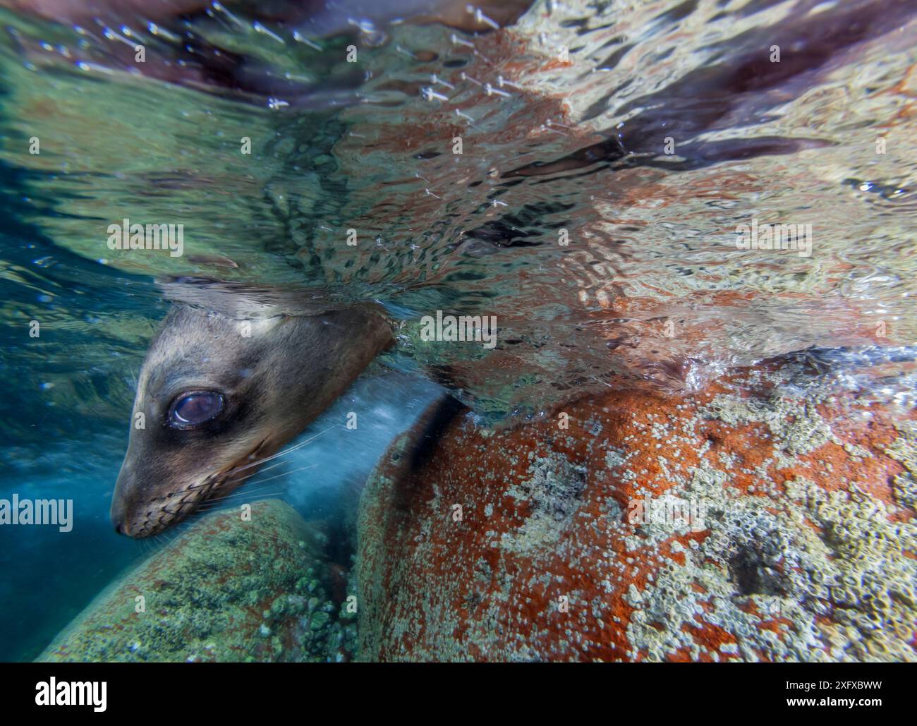 Kalifornische Seelöwen (Zalophus californianus), Los Islotes, Espiritu Santo Nationalpark, Meer von Cortez (Golf von Kalifornien), Mexiko, Februar Stockfoto