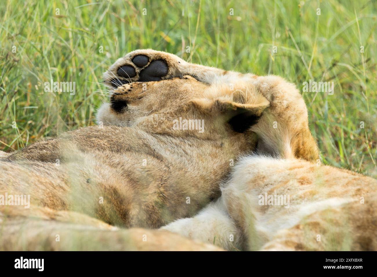 Löwe. Stockfoto