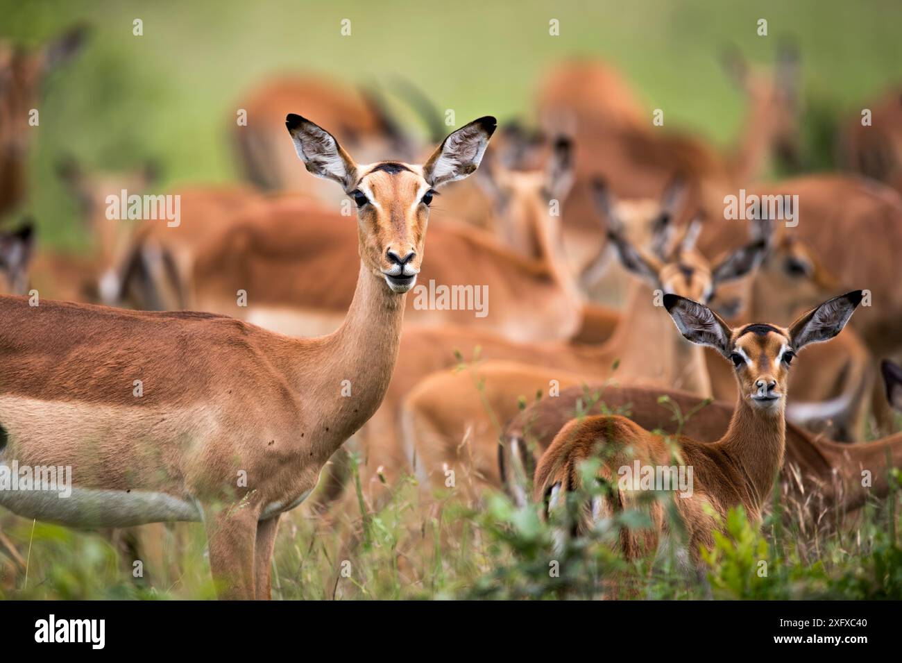 Impala Herdenseepard in Südafrika. Stockfoto