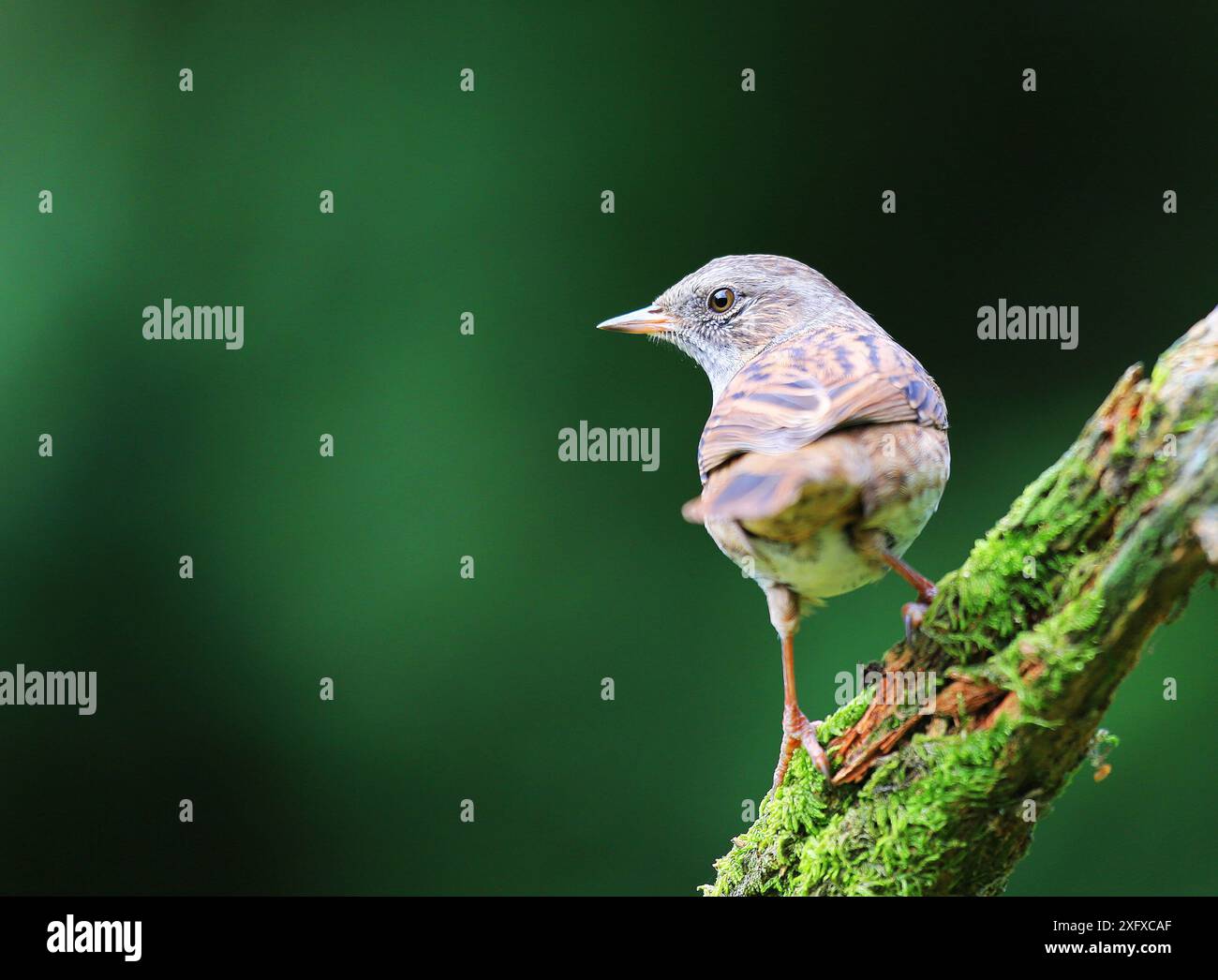 Dunnock (Prunella modularis) auf Moosstab, England, UK. September. Stockfoto