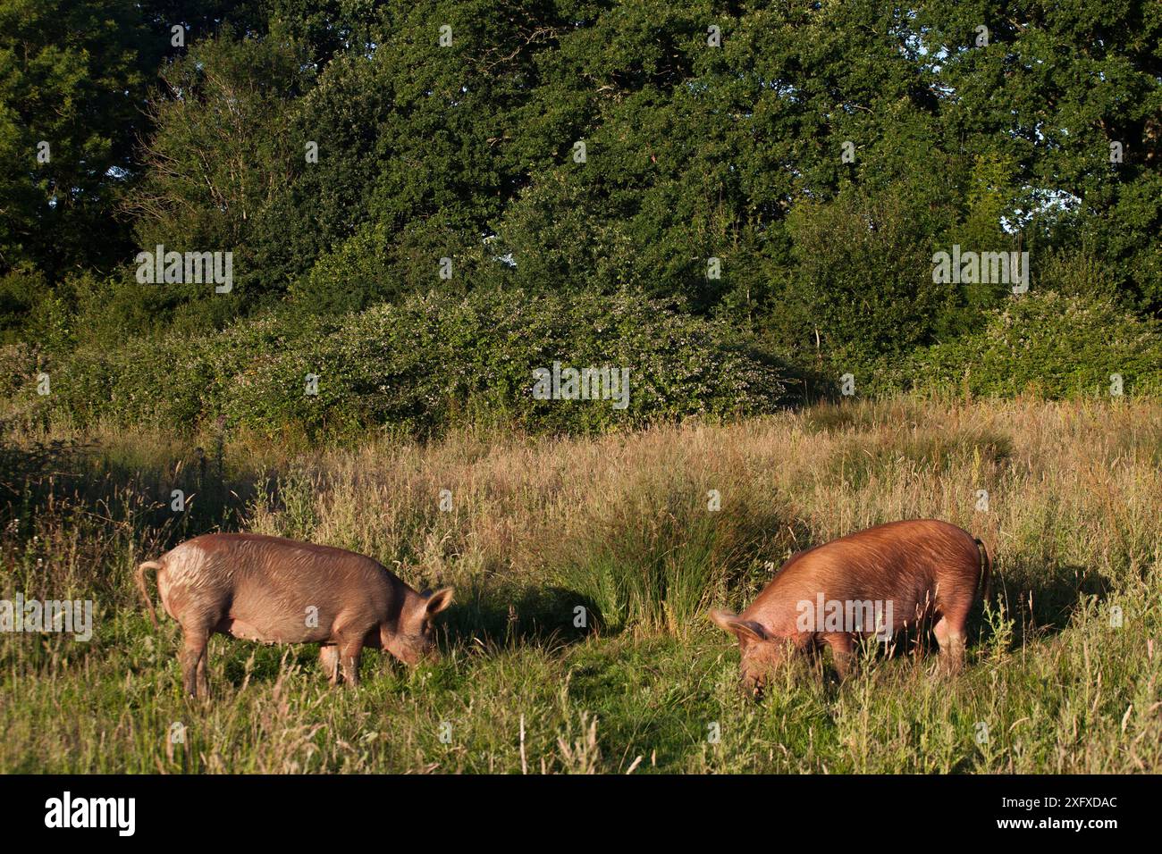 Tamworth-Schweine Weidefläche in einem Gebiet, das von Weizen auf nachhaltige Fleischerzeugung und -Erhaltung umgestellt wurde. Knepp Wildland Project, ehemals intensives Ackerland, wurde heute der Erhaltung und nachhaltigen Landwirtschaft zugewandt. Horsham, West Sussex. England, Großbritannien. Juni Stockfoto