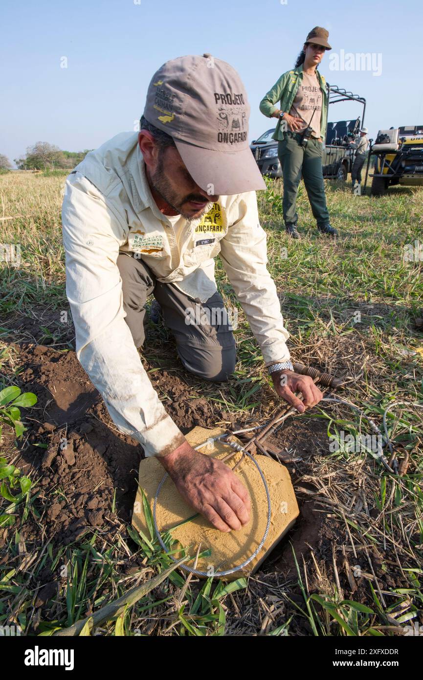 Tierarzt vom Project Oncafari Testpad der speziell entwickelten Jaguar Snare Trap (Panthera onca palustris). Caiman Lodge, Southern Pantanal, Mato Grosso do Sul, Brasilien. September 2017. Stockfoto