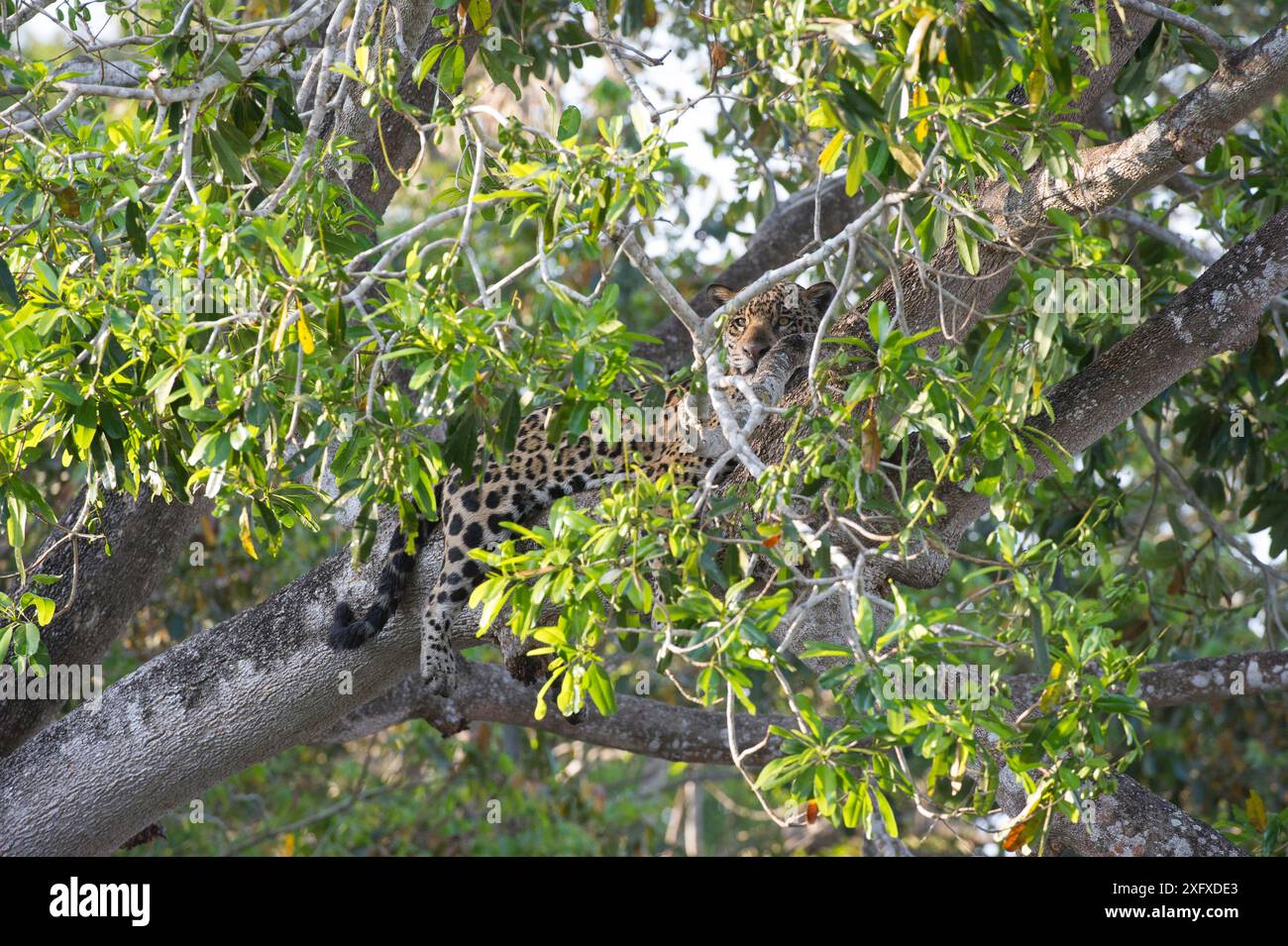 Jaguar (Panthera onca palustris), weibliche Frau, die sich im Baum am Rande des Flusses Cuiaba, der drei Flüsse, Porto Jofre, der nördlichen Pantanal, Mato Grosso, Brasilien. Stockfoto