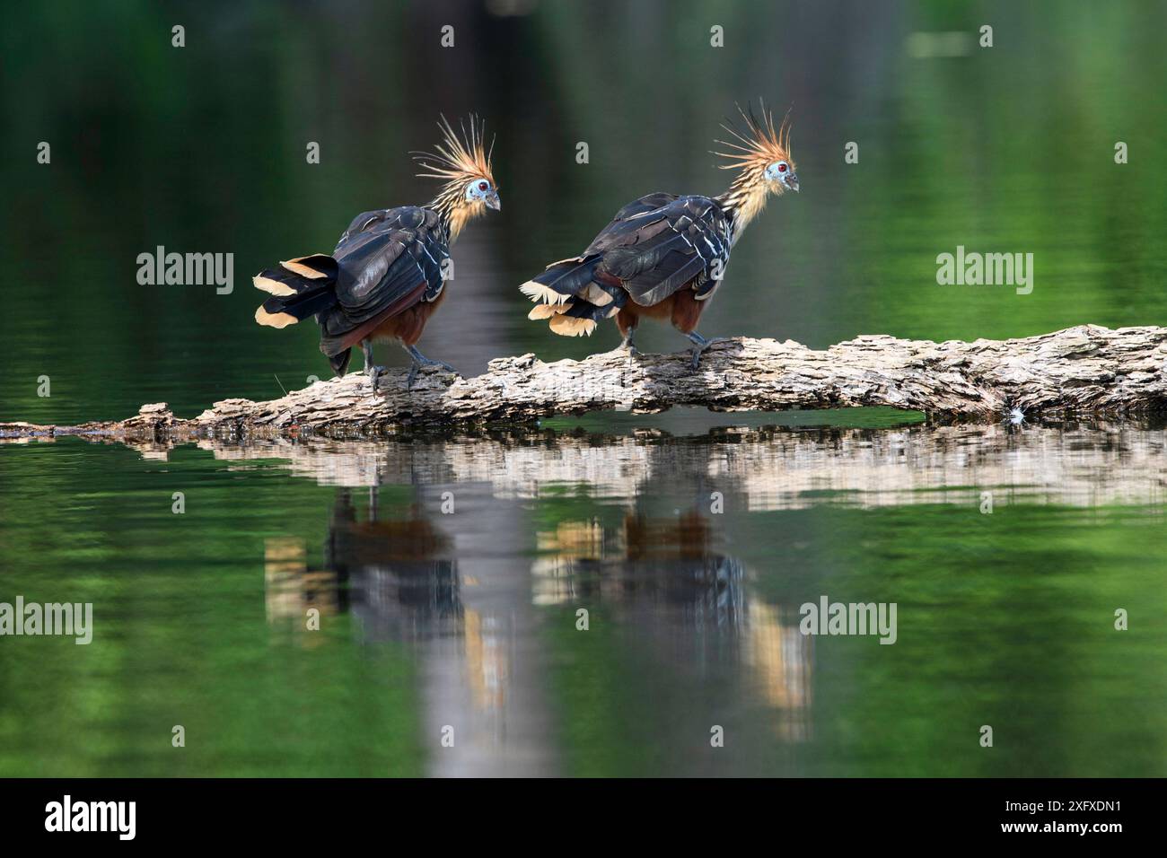 Hoatzin (Opisthocomus hoazin), Paar auf schwebenden in Cocha Salvador ox-Bow Lake. Manu Biosphären Reservat, Peru. Stockfoto
