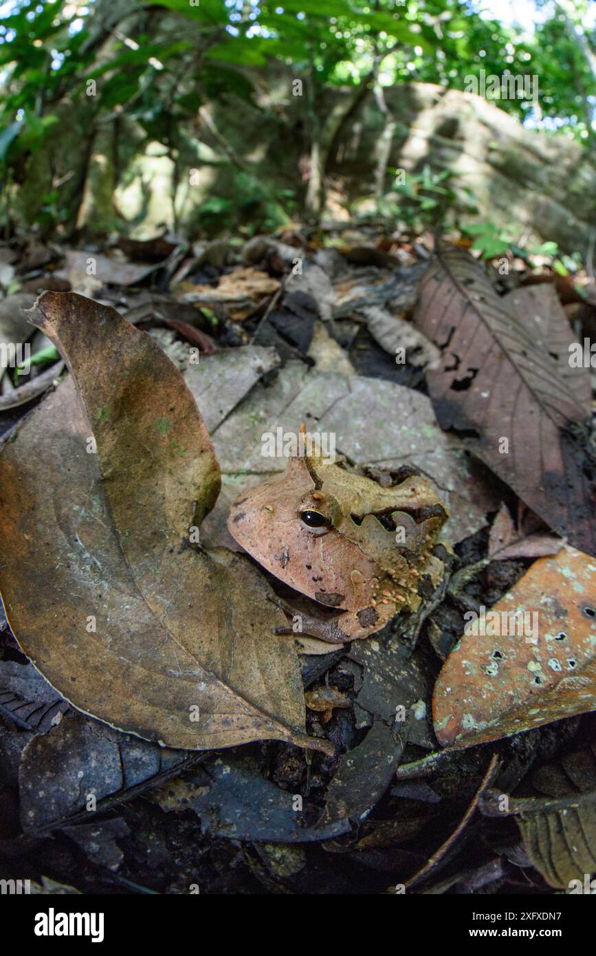 Amazonas / Surinam gehörnter Frosch (Ceratophrys cornuta) getarnt in Blattstreu. Manu Biosphärenreservat, Peru. Stockfoto