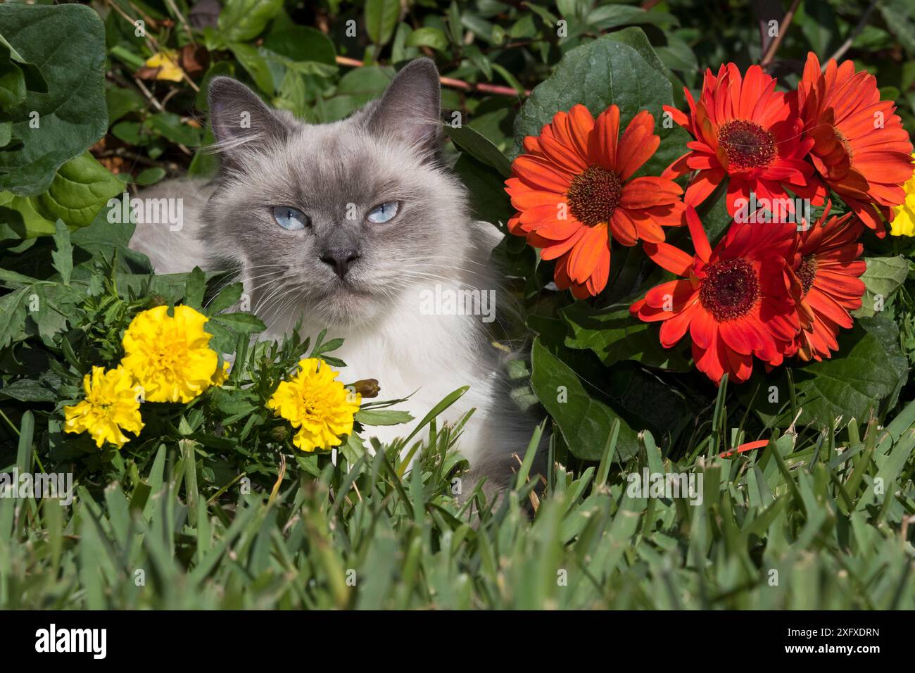 Ragdoll-Katze unter Blumen im Garten. Sarasota, Florida, USA. Stockfoto