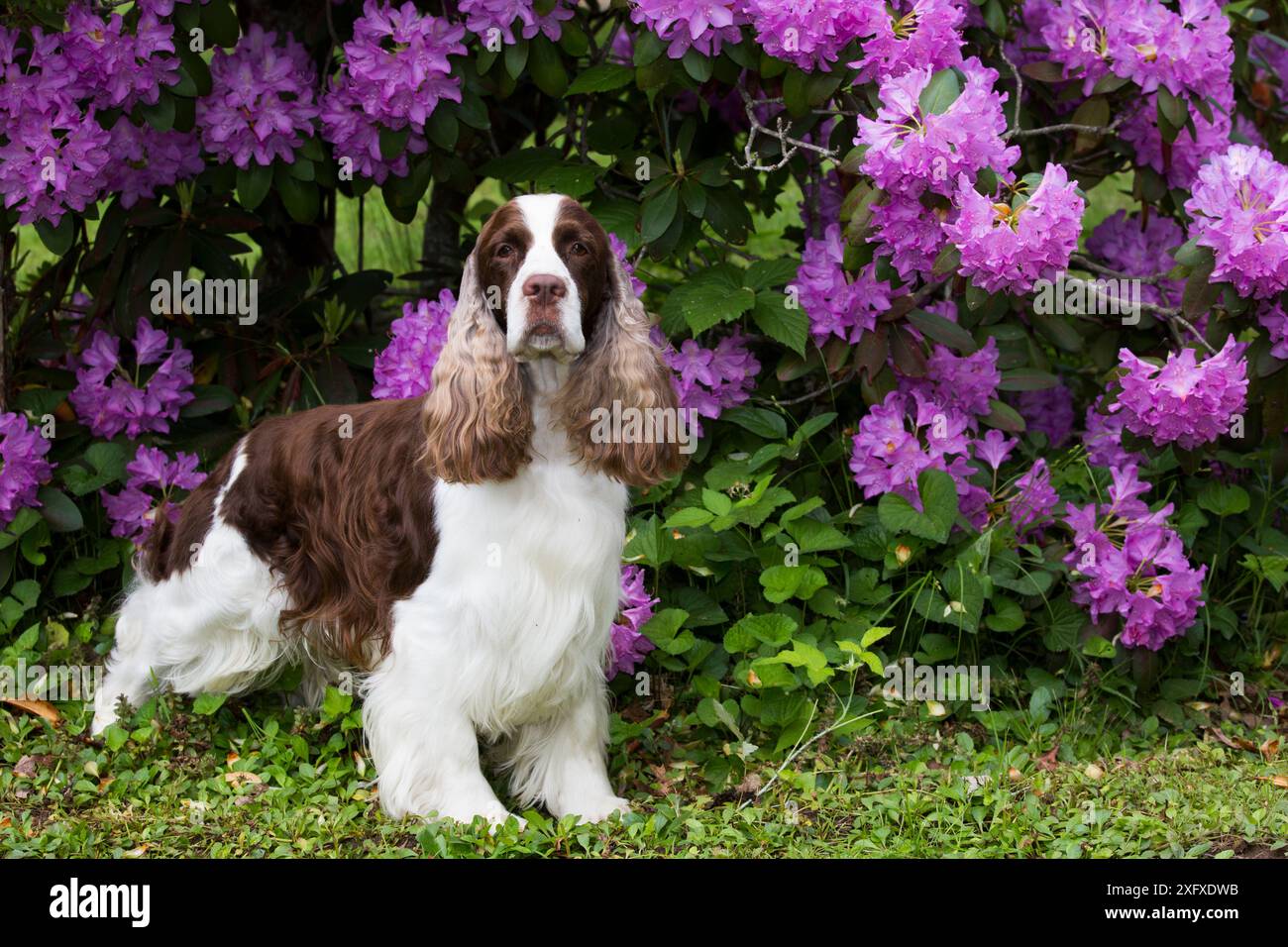 Englischer springer-Spaniel, der vor Rhododendron-Blumen steht. Haddam, Connecticut, USA. Juni. Stockfoto