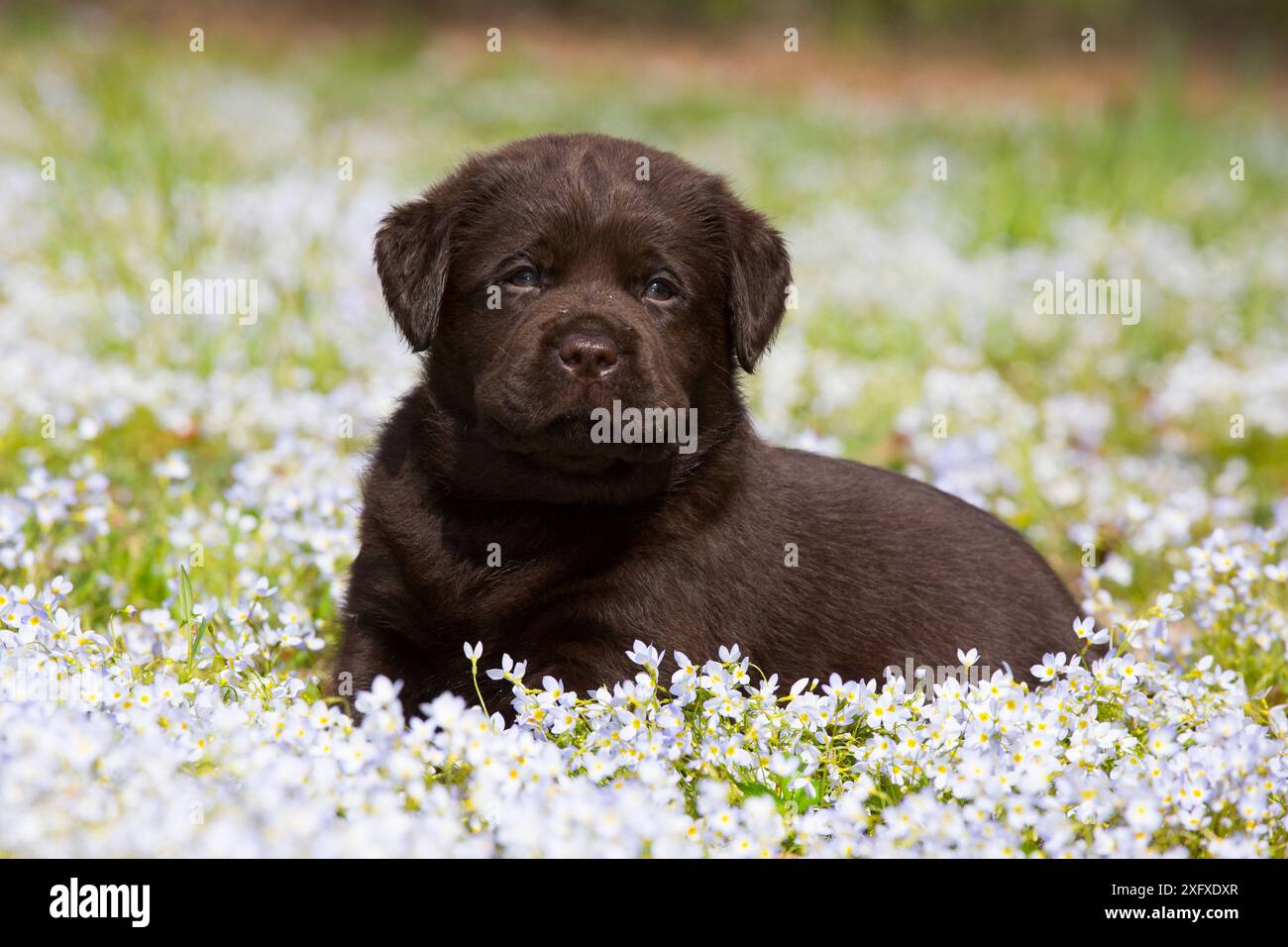 Schokoladen-labrador-Retriever-Welpe, der im Feld des Common Blue (Houstonia caerulea) liegt. Haddam, Connecticut, USA. Mai. Stockfoto