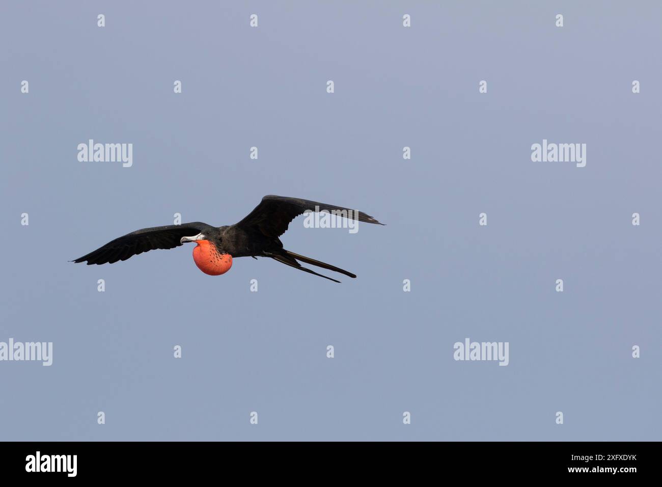 Herrlicher Fregattvogel (Fregata Magniens) im Flug mit rotem Beutel aufgebläht Tampa Bay, Tierra Verde, Pinellas County, Florida, USA. Stockfoto