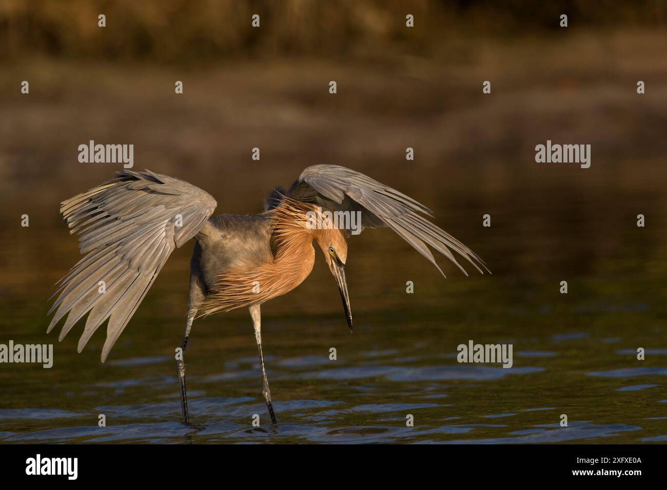 Rötlicher Reiher (Egretta rufescens) im nicht-Zuchtgefieder, Jagdminnoen mit Flügeln im Teilschirm. Salzwasserlagune, Tierra Verde, Pinellas County, Florida, USA. Stockfoto