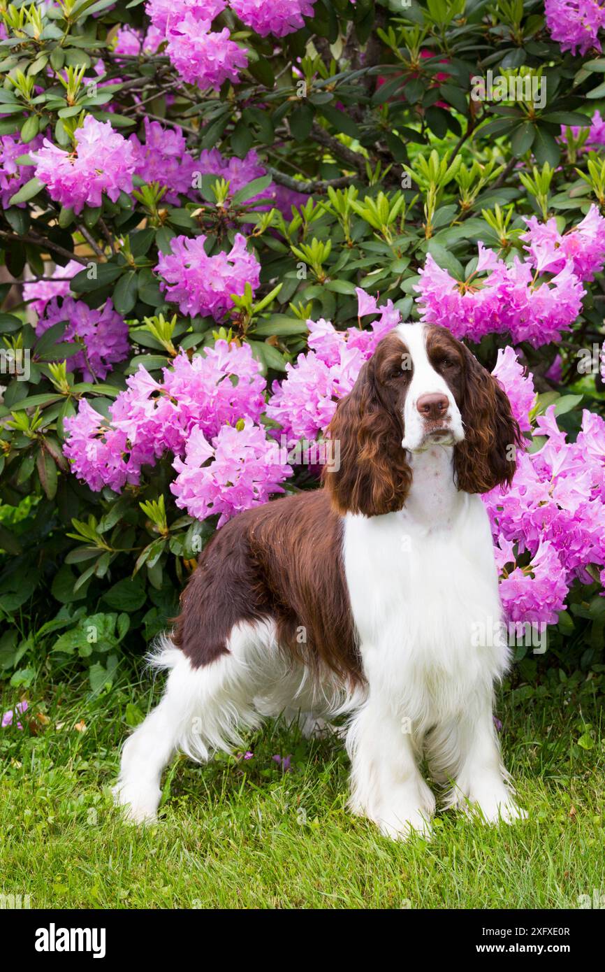 Englischer springer Spaniel in Rhododendron. Haddam, Middlesex, Connecticut, USA. Stockfoto