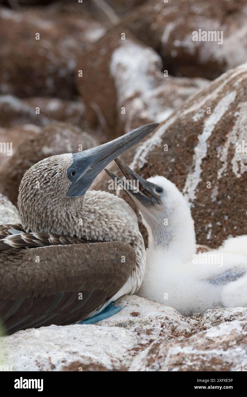 Blaufüßler (Sula nebouxii), Erwachsener und Küken am Nest. Nord-Seymour-Insel, Galapagos, Ecuador. Stockfoto