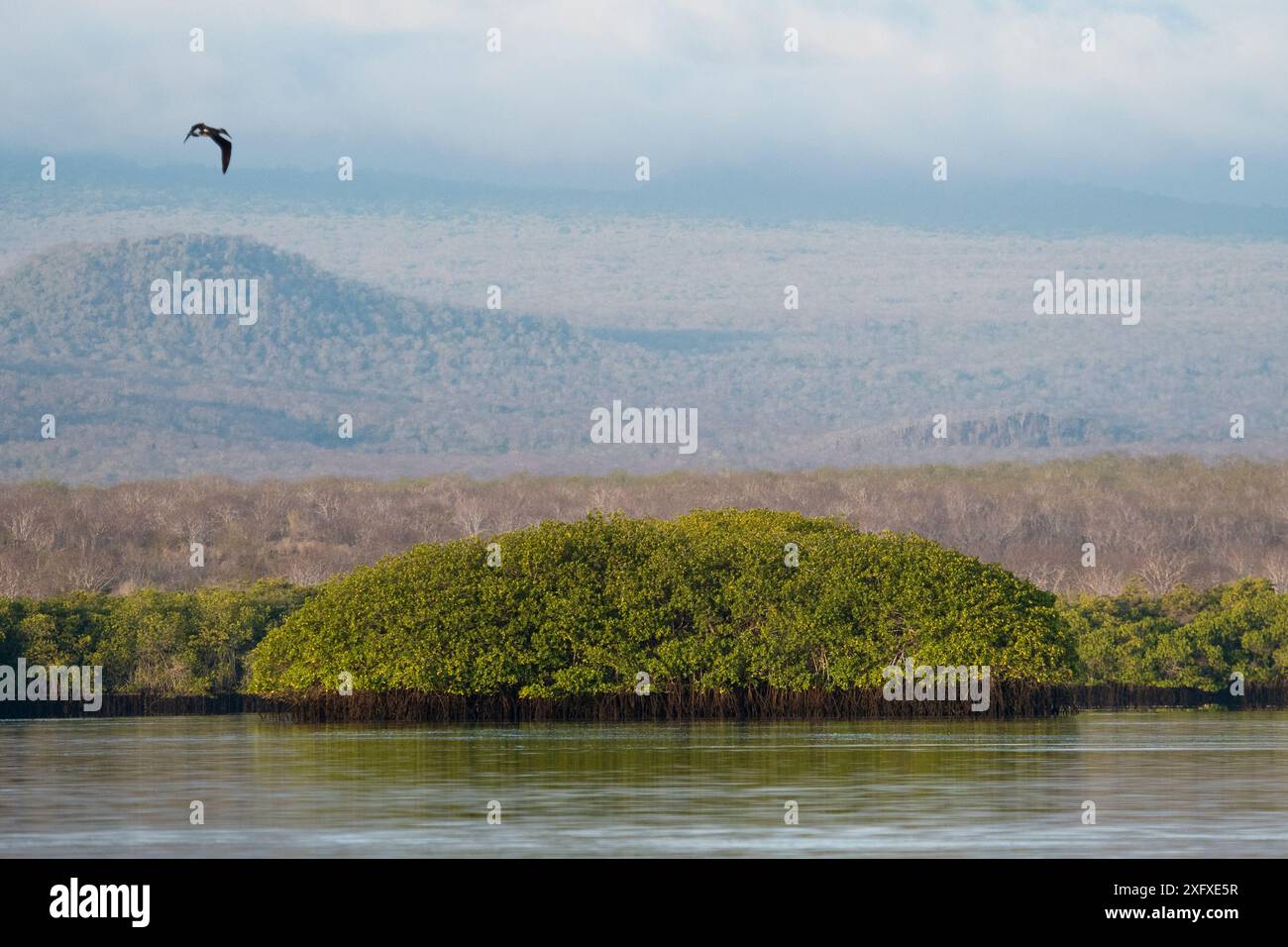 Rote Mangroven (Rhizophora Mangle), Black Turtle Cove, Santa Cruz Island, Galapagos Islands, Ecuador. Juni 2018. Stockfoto