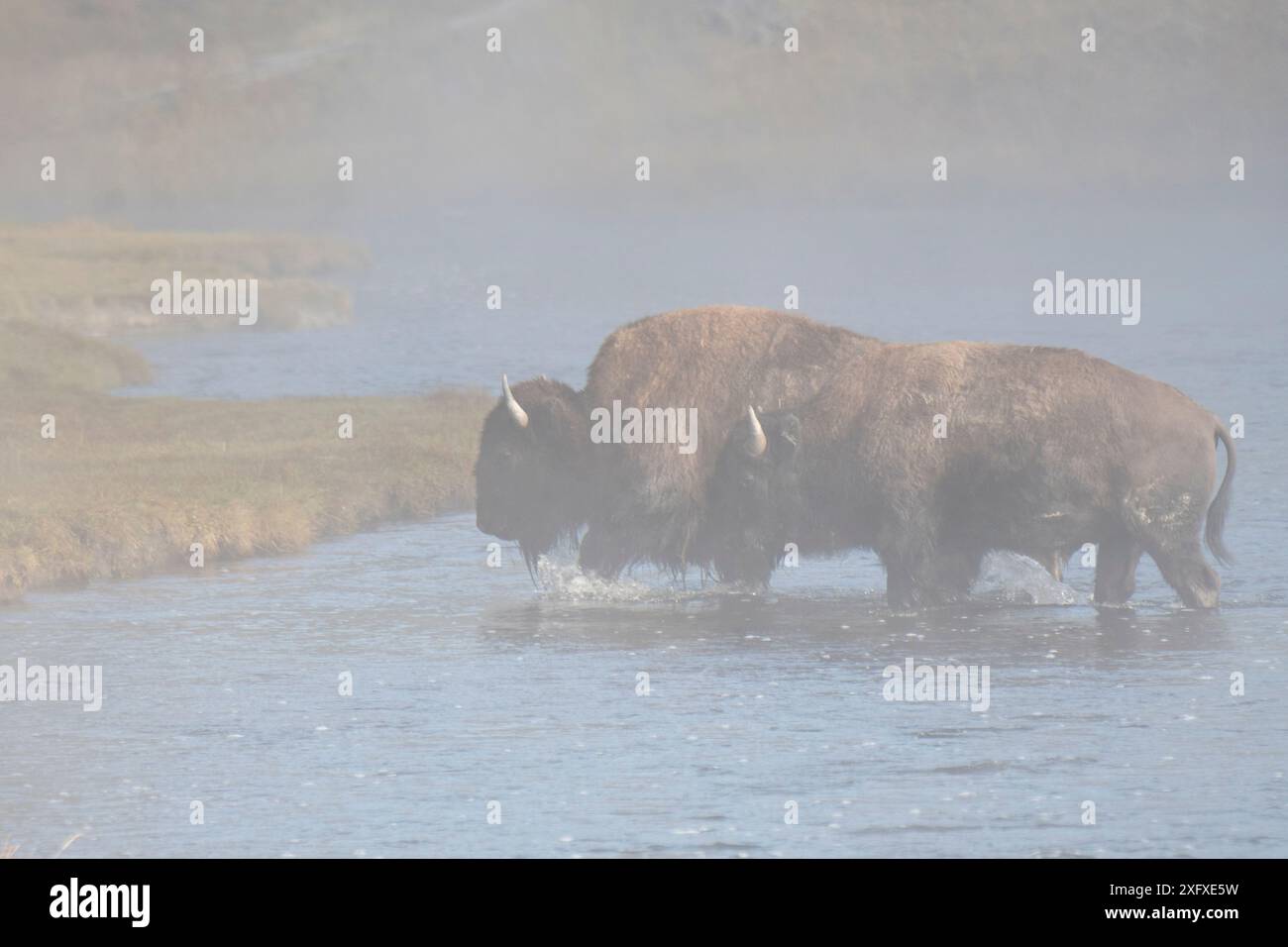 Bison (Bison Bison), zwei überqueren den Firehole River, Fountain Flat, Lower Geysir Basin, Yellowstone National Park, Wyoming. September. Stockfoto