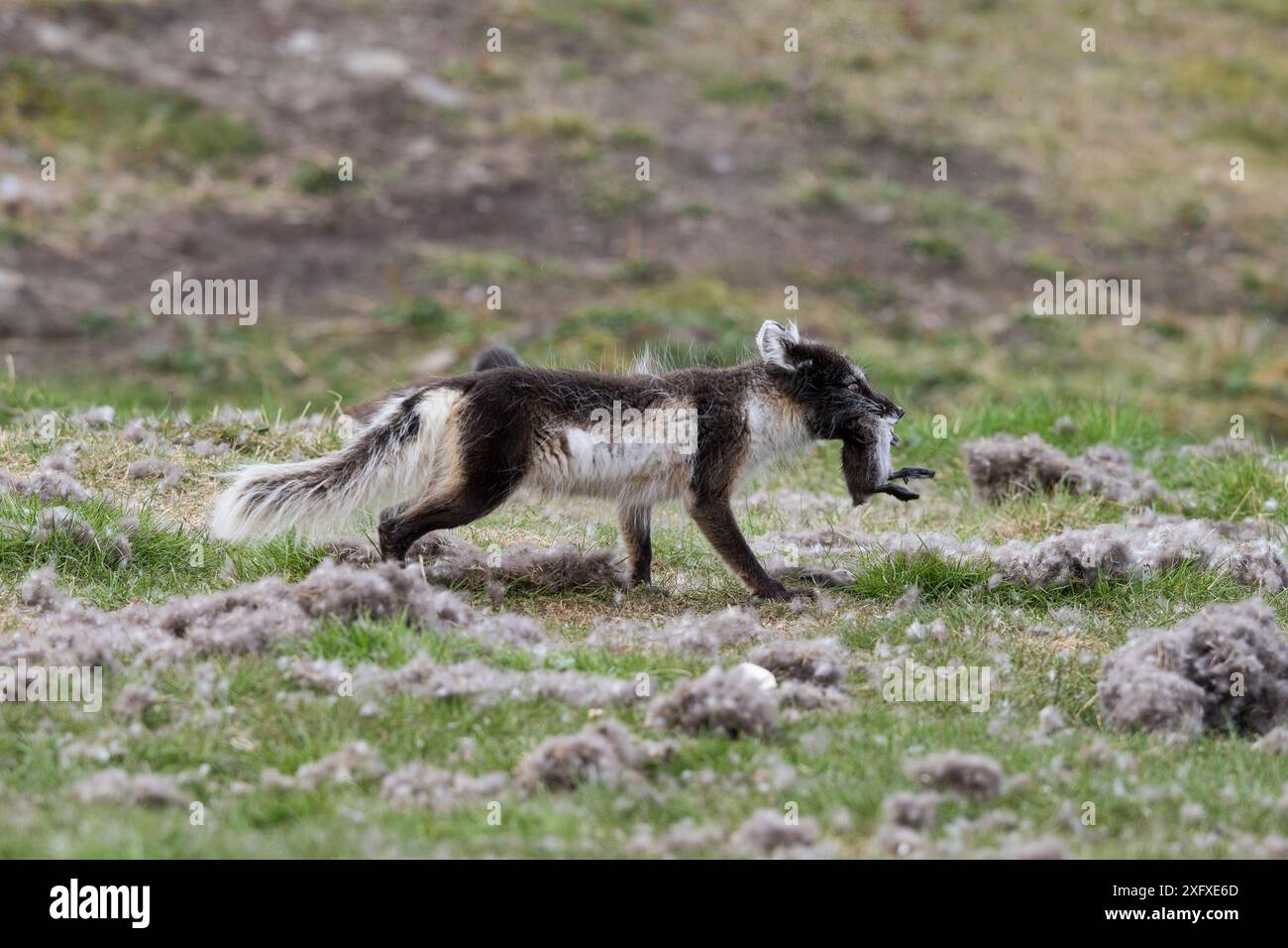 Polarfuchs (Vulpes lagopus) mit gemeiner Eiderente (Somateria mollissima) im Mund. Svalbard, Norwegen. Juni. Stockfoto