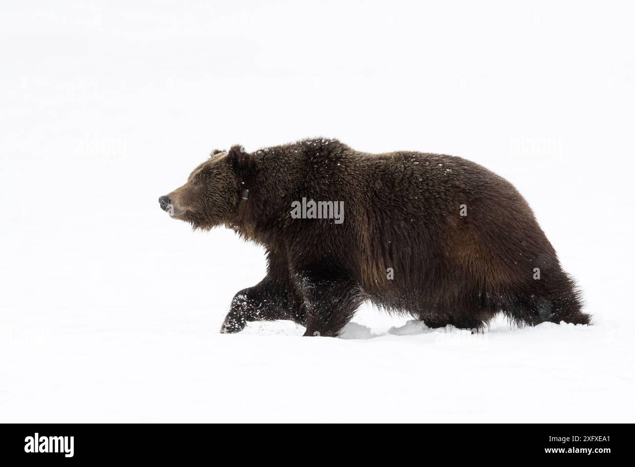 Der Grizzlybär (Ursus arctos horribilis) taucht nach dem Winterschlaf aus der Höhle auf. Grand Teton National Park, Wyoming, USA. April. Stockfoto