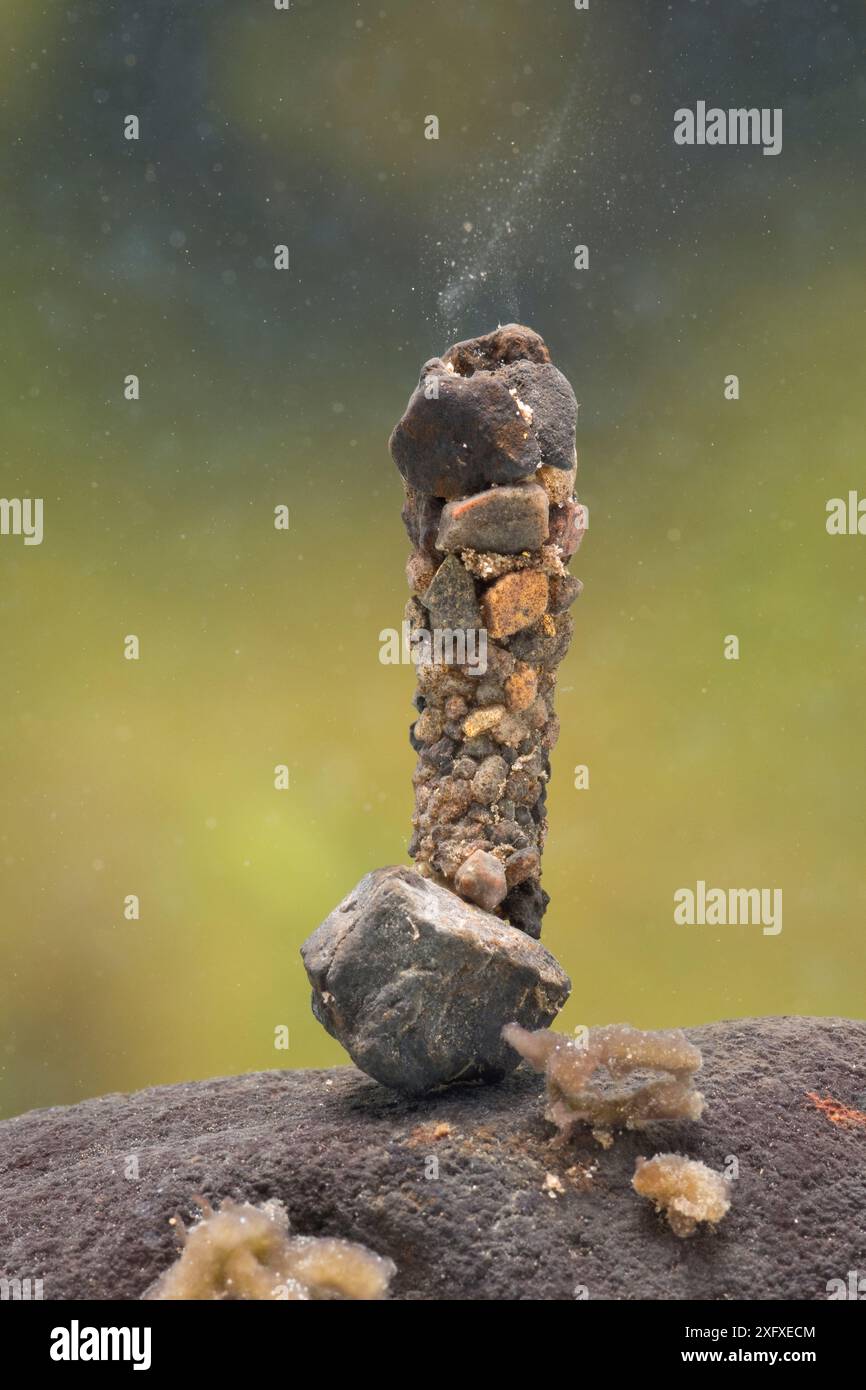 Case Building Caddisfly Pupa (Trichoptera) entwickelt sich innerhalb ihres Koffers befestigt an einem Stein am Boden, Unterwasser, Europa, Juni, kontrollierte Bedingungen Stockfoto