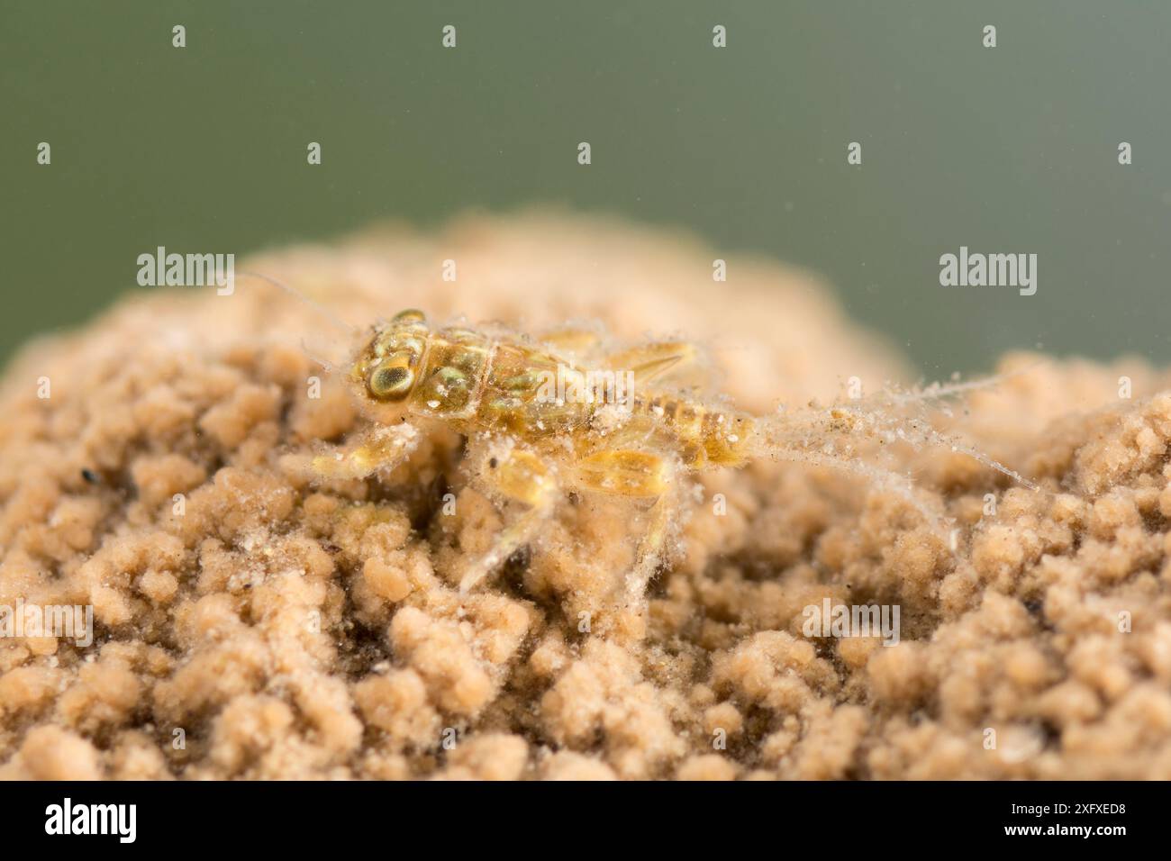 Mayfly Nymphe (Ephemerellidae), Unterwasser, Europa, November, kontrollierte Bedingungen Stockfoto