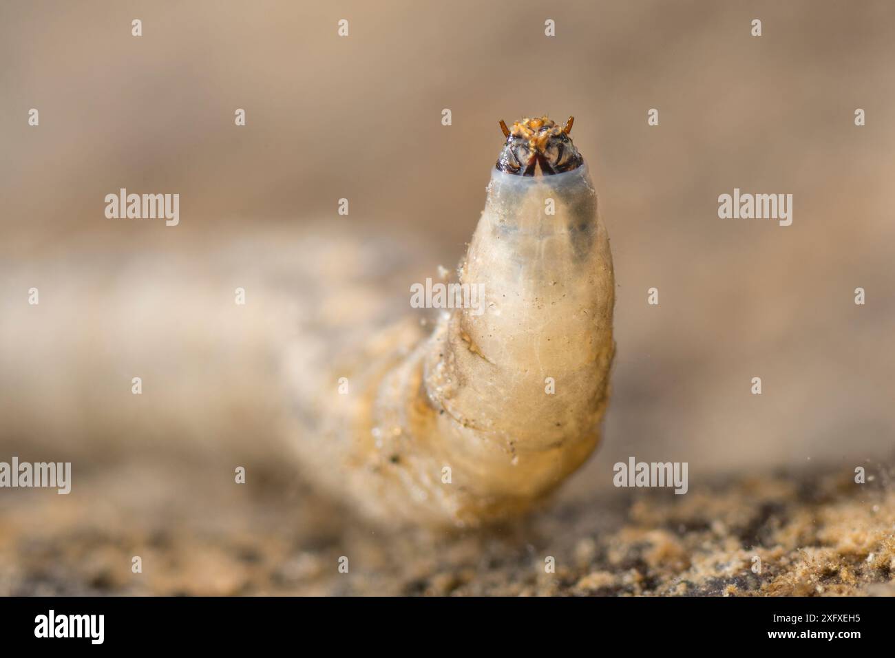 Kran fliegen Larven (Tipula sp.), Europa, November, kontrollierten Bedingungen. Stockfoto