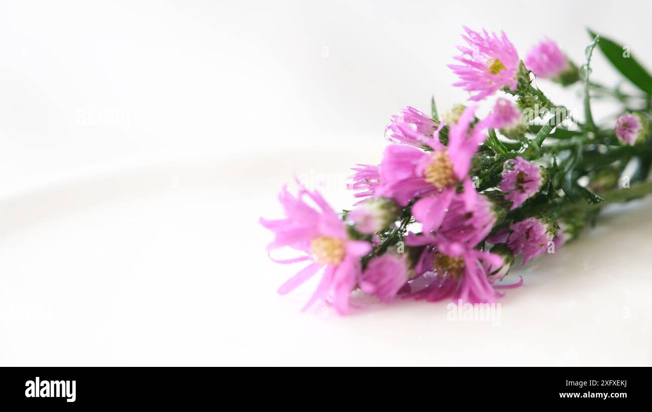 Ein Strauß rosa Blumen sitzt auf einem weißen Teller. Die Blüten sind so angeordnet, dass sie sich nicht überlappen und alle zeigen zu t Stockfoto