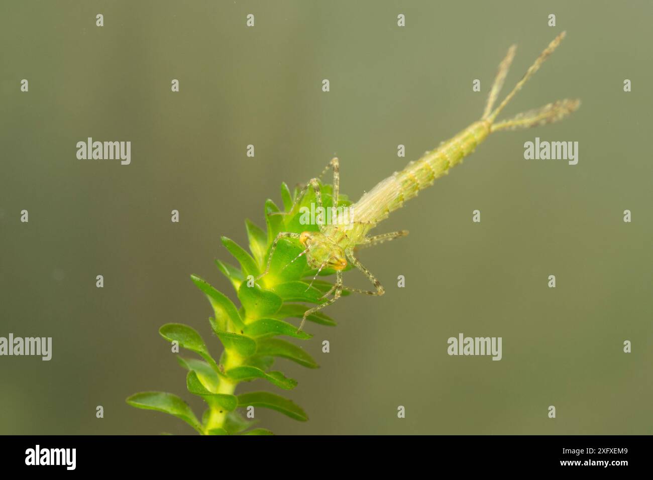 Schmalflügelige Jungfliegennymphe (Coenagrion pulchellum), die auf einer Wasserpflanze ruht, Juni, Europa, kontrollierte Bedingungen Stockfoto