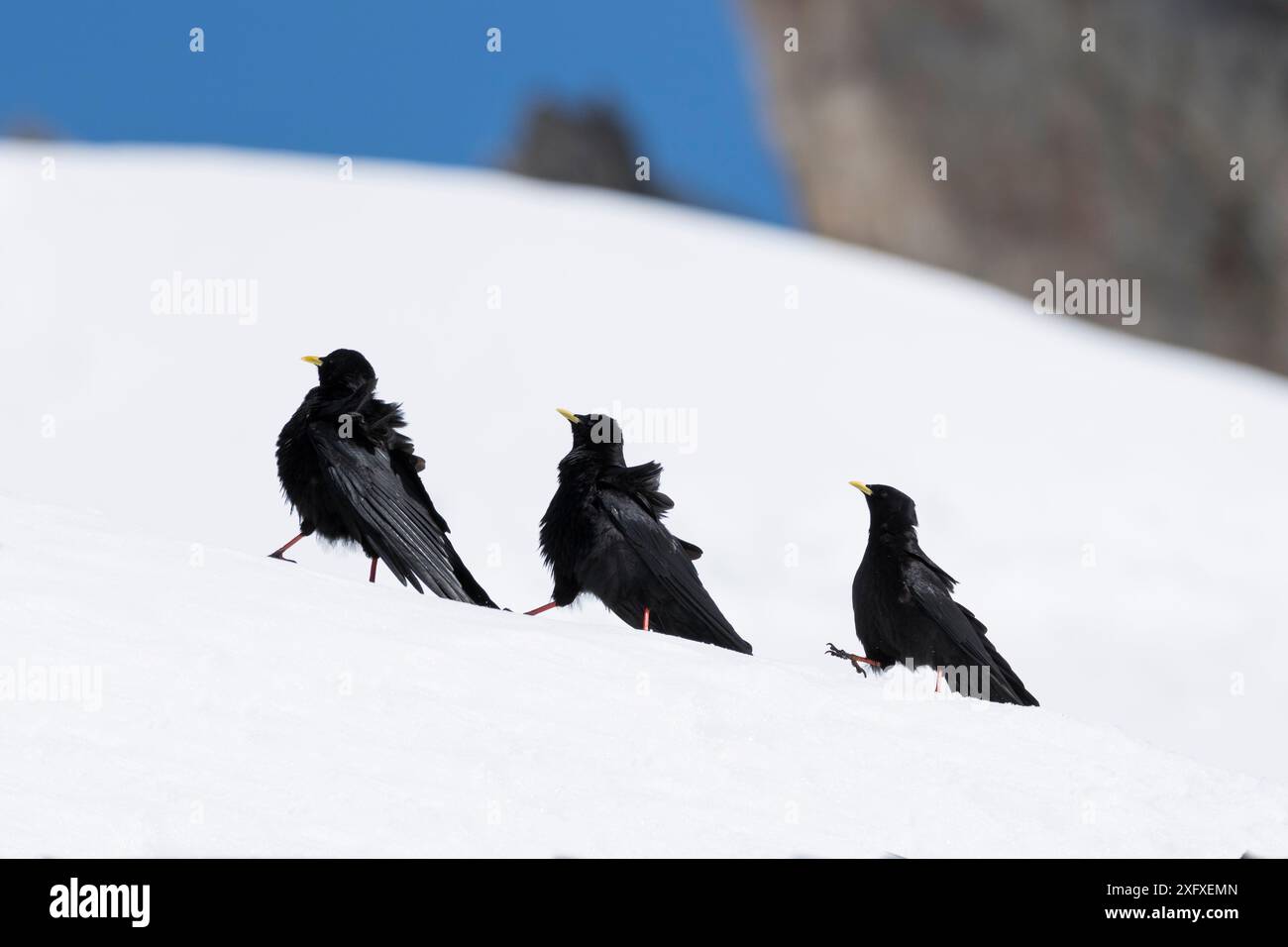 alpenkraut (Pyrrhocorax graculus) Gruppe von drei im Schnee, Karwendel, Alpen, Oberbayern, Deutschland. April Stockfoto