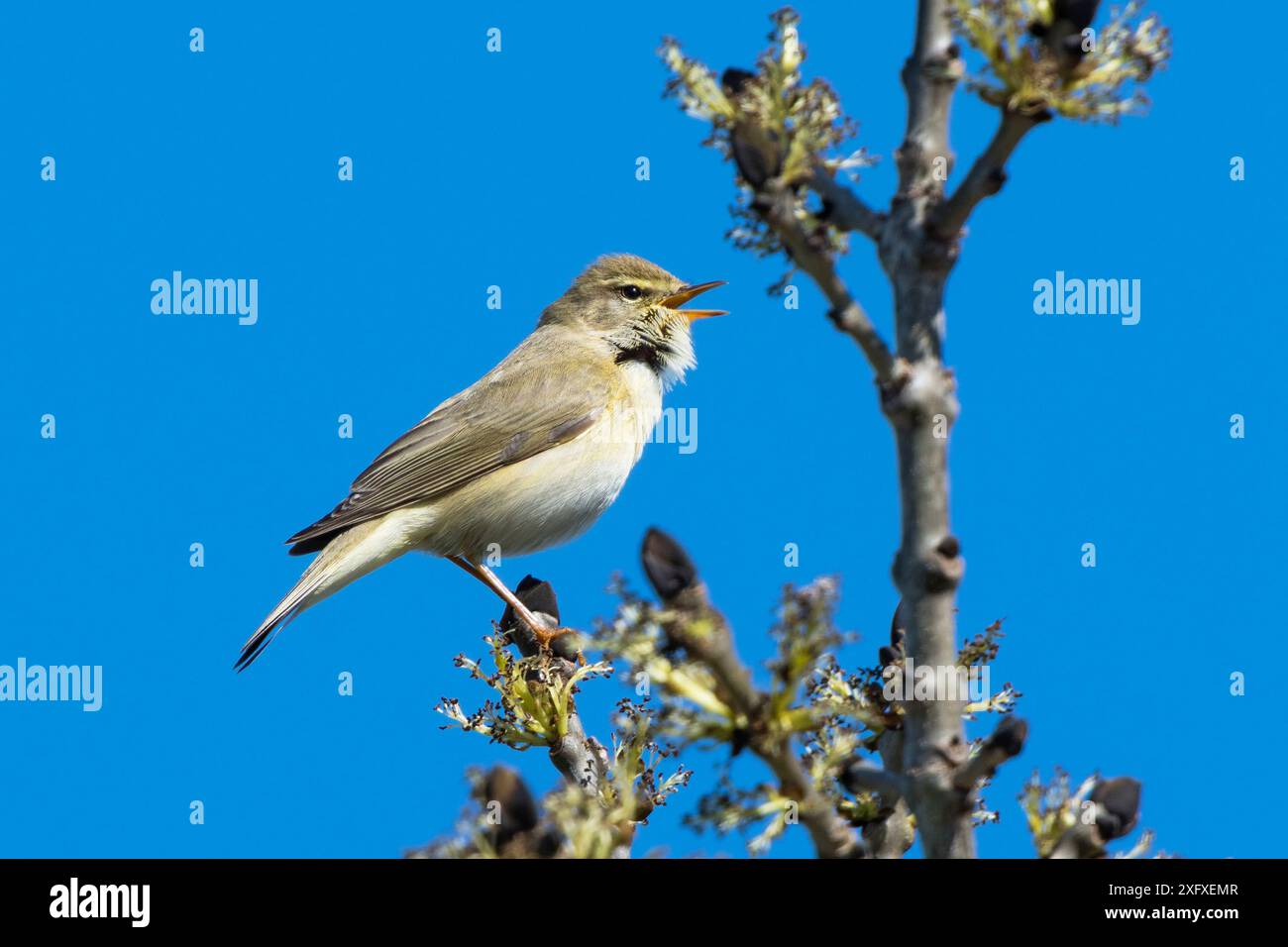 Weidenkraut (Phylloscopus trochilus) singend, Bayern, Deutschland. April Stockfoto