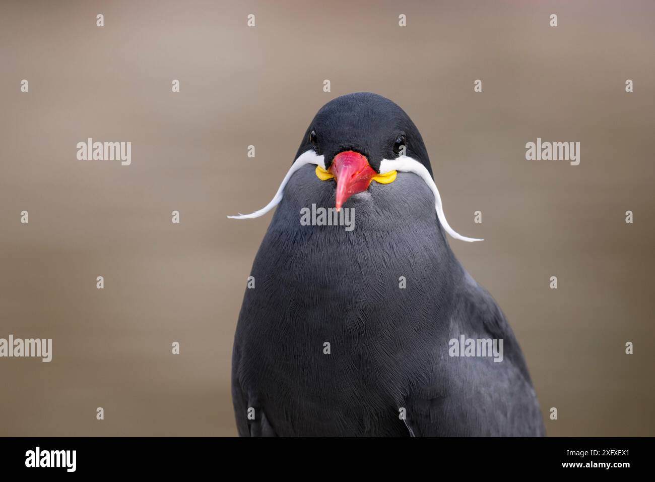 Inka-tern (Larosterna inca) Südamerika, Gefangenschaft Stockfoto