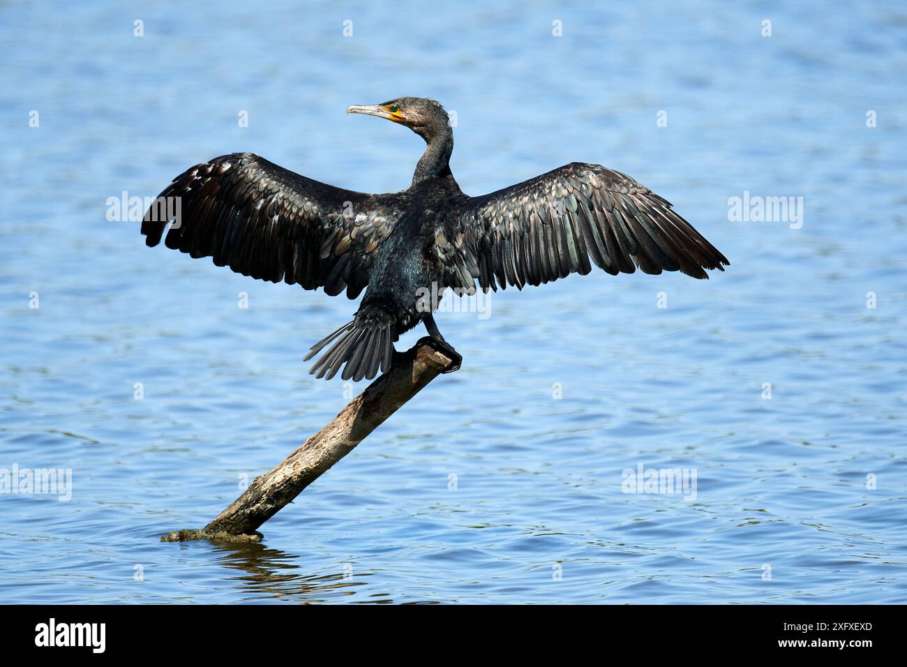 Gemeiner Kormoran (Phalacrocorax carbo) auf Pfosten mit gestreckten Flügeln. Vogelschutzgebiet Le Teich, Gironde, Frankreich Stockfoto